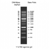 1Kb DNA Ladder RTU (Ready-to-Use) 核酸標準試劑