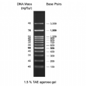 100 bp DNA Ladder H3 RTU (Ready-to-Use) 核酸標準試劑
