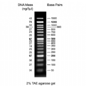 50bp DNA Ladder RTU (Ready-to-Use) 核酸標準試劑