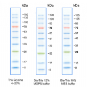 BlueRAY Prestained Protein Ladder 預染蛋白質標準試劑