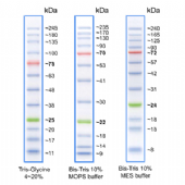 BLUeye Prestained Protein Ladder預染蛋白質標準試劑