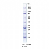 UNveil Unstained Protein Ladder蛋白質標準試劑